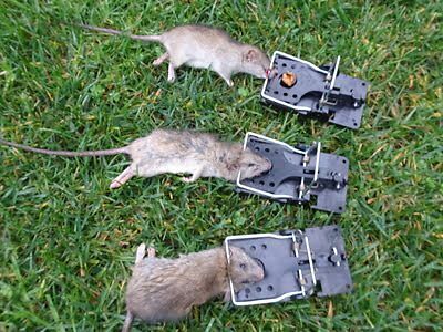 rodent trapping
